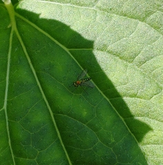 Condylostylus caudatus