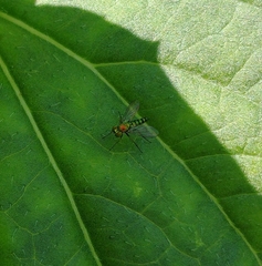 Condylostylus caudatus