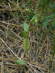 Mertensia longiflora