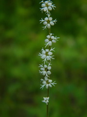 Ozomelis stauropetala