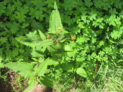 Sigesbeckia orientalis