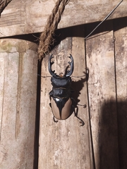 Odontolabis delesserti