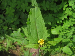 Sigesbeckia orientalis