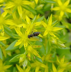 Toxomerus marginatus