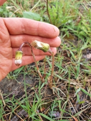 Tussilago farfara