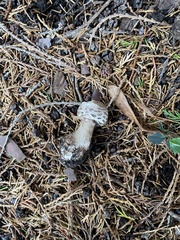 Chlorophyllum rhacodes