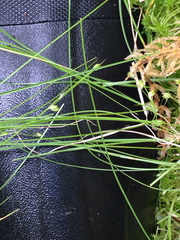 Carex trisperma