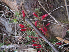 Styphelia humifusa