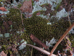 Bryophyta