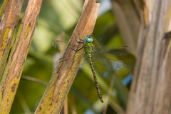 Coryphaeschna adnexa