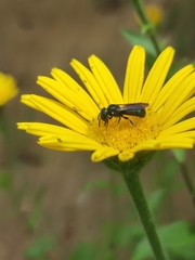 Euceratina