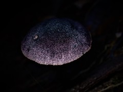 Cortinarius kioloensis