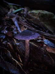 Cortinarius kioloensis