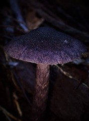 Cortinarius kioloensis