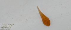 Hirudinidae