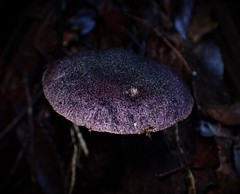 Cortinarius kioloensis