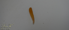 Hirudinidae