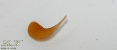 Hirudinidae