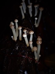 Vibrissea dura