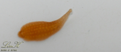Hirudinidae