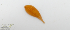 Hirudinidae