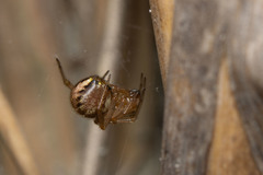 Theridion zantholabio