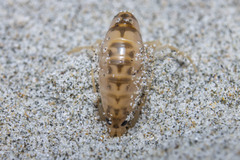 Bellorchestia