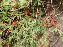 Styphelia humifusa