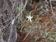 Anthocercis angustifolia