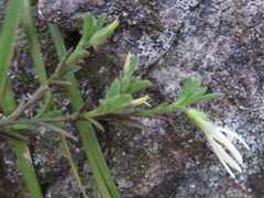 Anthocercis angustifolia