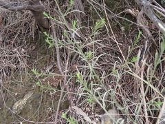 Anthocercis angustifolia