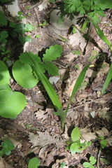 Colchicum umbrosum