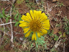 Grindelia inuloides