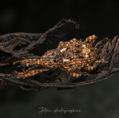 Ectatorhinus wallacei