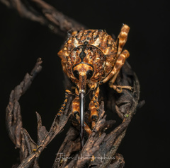 Ectatorhinus wallacei