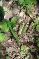 Colchicum umbrosum