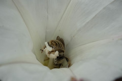 Diadasia bituberculata