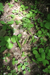 Colchicum umbrosum