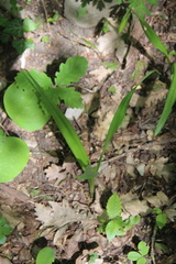 Colchicum umbrosum