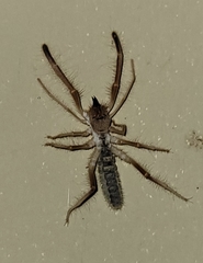 Eremobatinae