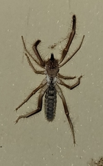 Eremobatinae