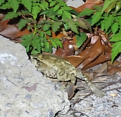 Bufo gargarizans