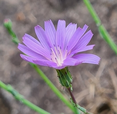 Lactuca tenerrima