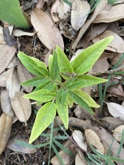 Ailanthus
