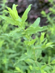 Pycnanthemum verticillatum