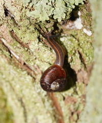 Austrorhytida