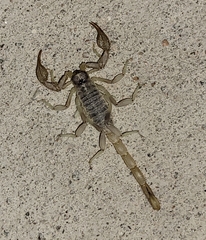 Paruroctonus gracilior