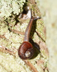 Austrorhytida