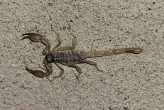 Paruroctonus gracilior