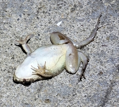 Fejervarya multistriata